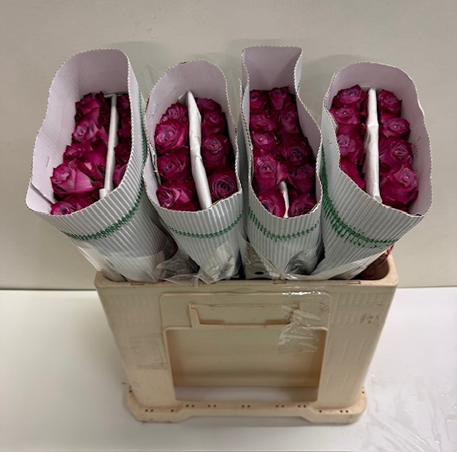 Rosa gr deep purple KW.jpg